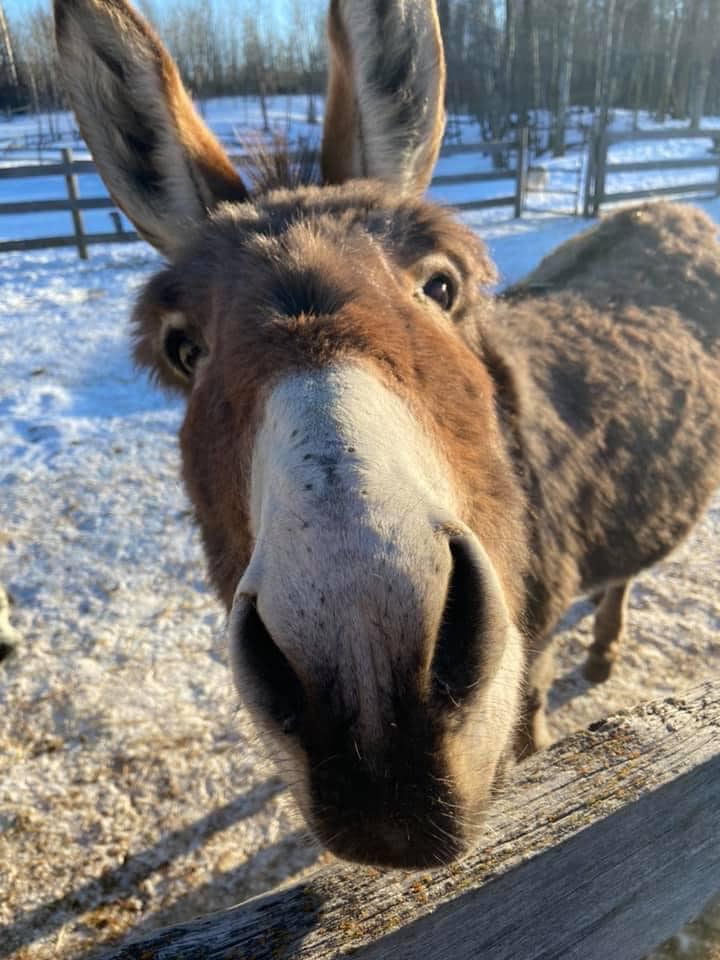 Picture of a Donkey