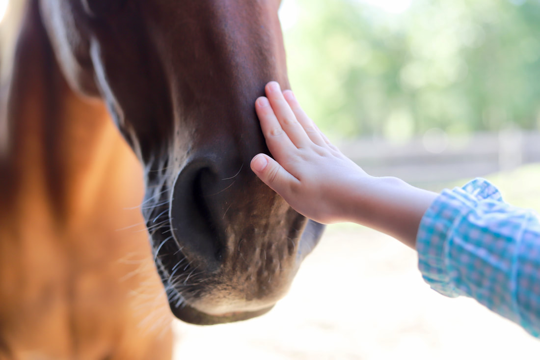 Picture of a child touching a horses nose